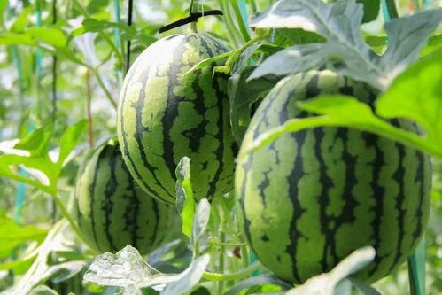 安心最新吃瓜视频大全免费观看