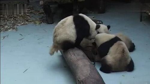 吃瓜打群架视频