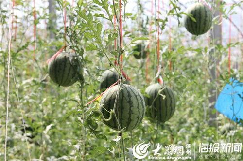 阳江最新吃瓜事件视频