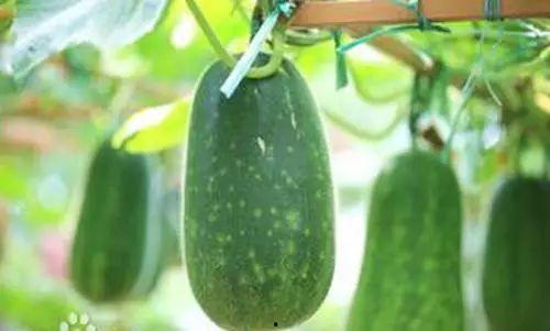 阳江最新吃瓜事件视频