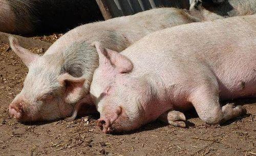 水晶瓜可以给猪吃吗视频,猪的绿色美食新选择