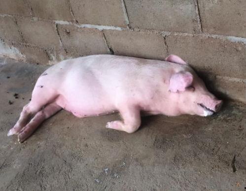 水晶瓜可以给猪吃吗视频,猪的绿色美食新选择