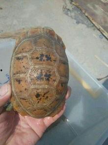 菜龟可以吃梨瓜嘛视频,探索两者共食的可能性