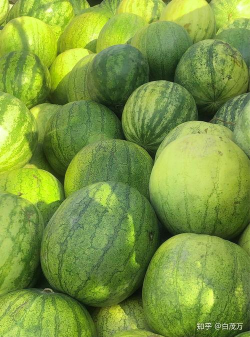 西北籽瓜怎么吃最好吃视频,西北籽瓜美味食法大揭秘