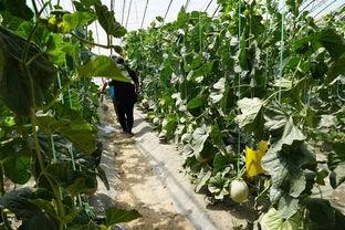 瓜哥吃甜瓜视频,揭秘吃甜瓜的乐趣与技巧