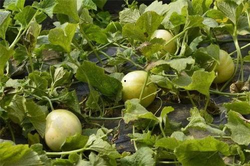 瓜哥吃甜瓜视频,揭秘吃甜瓜的乐趣与技巧