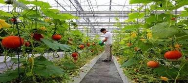 新农村吃瓜新闻报道视频,新农村吃瓜新闻背后的趣味故事