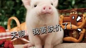 吃瓜的一天搞笑视频,吃瓜群众的欢乐一天