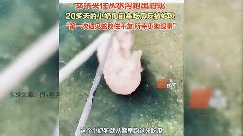 女子吃瓜看蛇是真的吗视频,惊险一幕引发网友热议