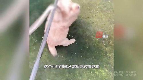 女子吃瓜看蛇是真的吗视频,惊险一幕引发网友热议