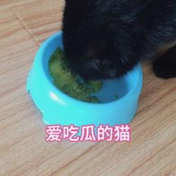 大型猫咪吃瓜视频下载,萌态百出！