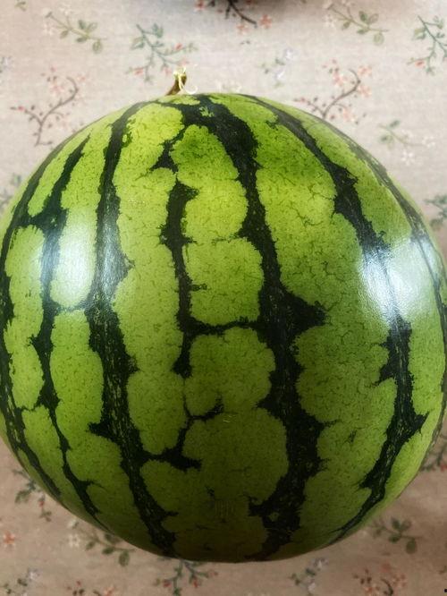 才艺表演吃瓜视频下载