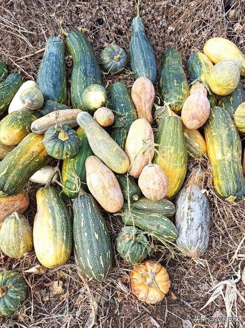 吃瓜视频刷不出来怎么办,解决吃瓜视频无法加载的实用攻略