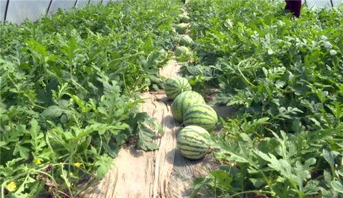 衡水最新吃瓜事件视频,视频揭秘惊人真相！