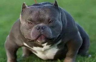 恶霸吃瓜完整视频,全程视频揭秘惊人真相