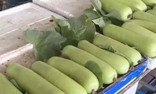 会苦的葫芦瓜可以吃吗视频,能否安全食用？