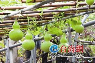 会苦的葫芦瓜可以吃吗视频,能否安全食用？