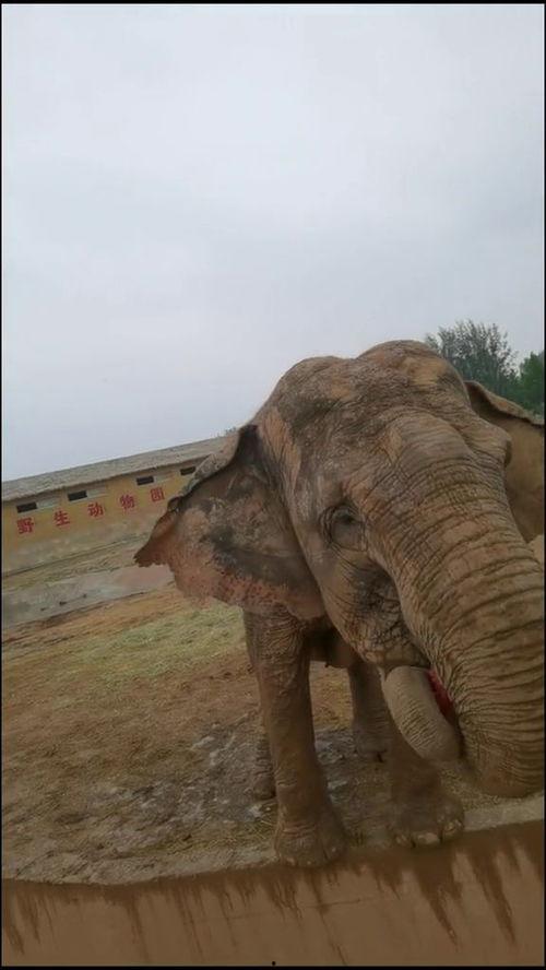 西瓜和大象吃瓜视频,一场别开生面的“吃瓜”盛宴