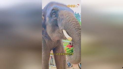 西瓜和大象吃瓜视频,一场别开生面的“吃瓜”盛宴