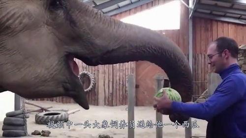 西瓜和大象吃瓜视频,一场别开生面的“吃瓜”盛宴