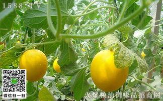 吃伊丽莎白瓜的视频,一饱口福的视觉盛宴