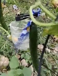 鄢陵吃瓜新闻视频曝光