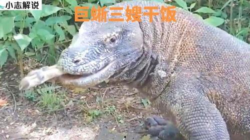 吃瓜印度巨蜥视频百度云,惊心动魄的野外生存大戏
