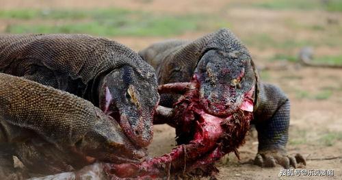 吃瓜印度巨蜥视频百度云,惊心动魄的野外生存大戏