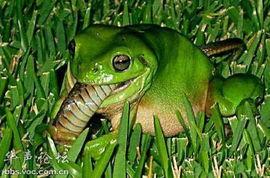 青蛙吃瓜视频大全,趣味视频大盘点