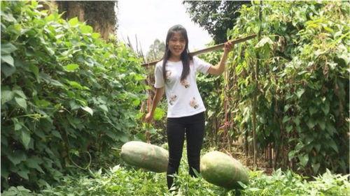 小西湖吃瓜视频大全集在线观看,笑料百出，欢乐无限