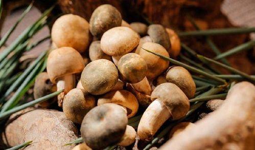 南北吃瓜视频,一网打尽各地特色美食