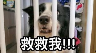 萨摩耶吃哈密瓜的视频