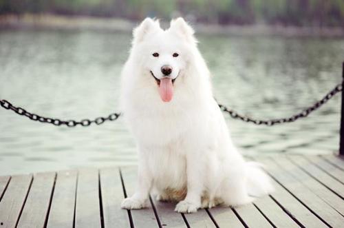 萨摩耶吃哈密瓜的视频