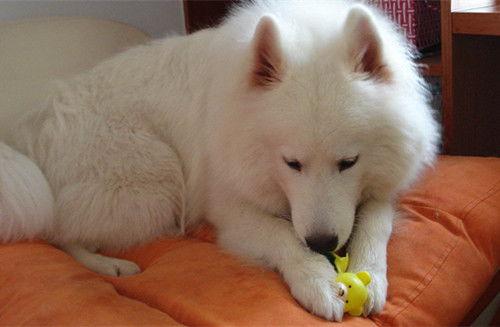 萨摩耶吃哈密瓜的视频