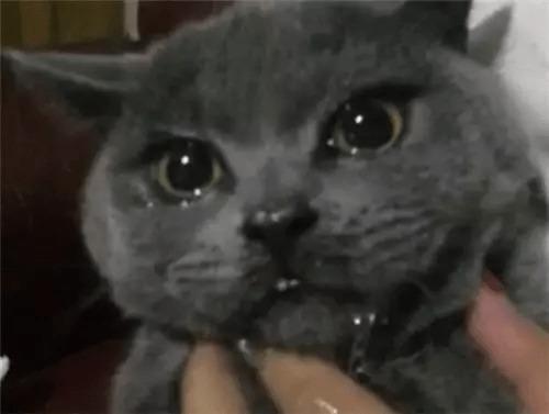 猫圈互喷吃瓜视频在线观看,吃瓜群众在线围观