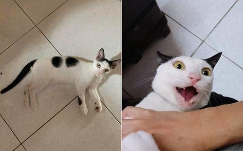 猫圈互喷吃瓜视频在线观看,吃瓜群众在线围观