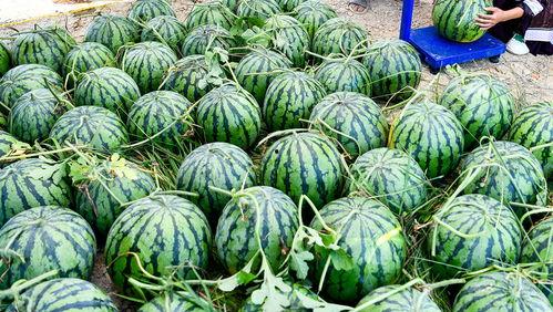 外国人看中国吃瓜美国视频,美国视频中的文化解读