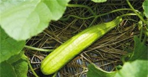 吃白瓜的小妙招视频教程,跟着视频学小妙招