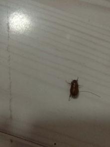 美女吃瓜发现虫子了视频,网友热议食品安全问题