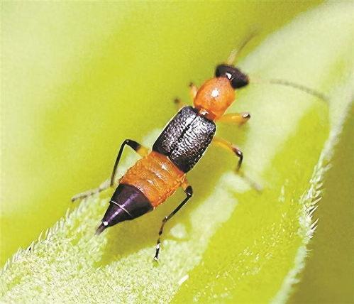 美女吃瓜发现虫子了视频,网友热议食品安全问题