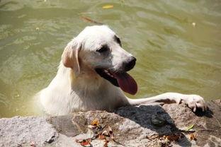 狗不可以吃哈密瓜吗视频,狗狗禁食哈密瓜，揭秘潜在危害