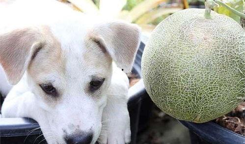 狗不可以吃哈密瓜吗视频,狗狗禁食哈密瓜，揭秘潜在危害