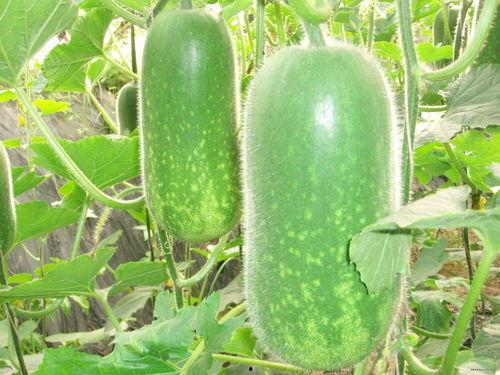 老年人吃青皮瓜好吗视频,老年人的健康佳选，食用指南揭秘