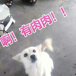 白瓜怎么给狗吃的视频