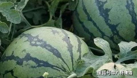 乾隆御马吃瓜视频,皇家趣味一幕再现