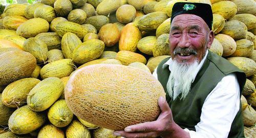 农民伯伯吃哈密瓜视频,感受丰收喜悦
