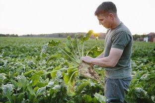 农民伯伯吃哈密瓜视频,感受丰收喜悦