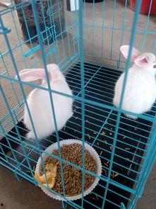 哈密瓜给兔子吃可以吗视频,揭秘兔子饮食新选择