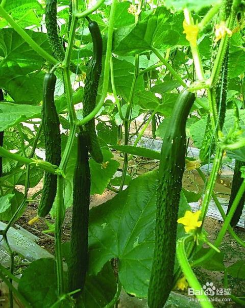 老黄瓜吃瓜视频,揭秘娱乐圈幕后故事