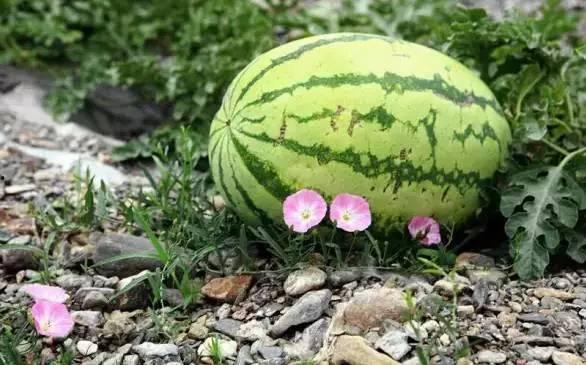 吃硒砂瓜可以养生吗视频,吃出健康好生活